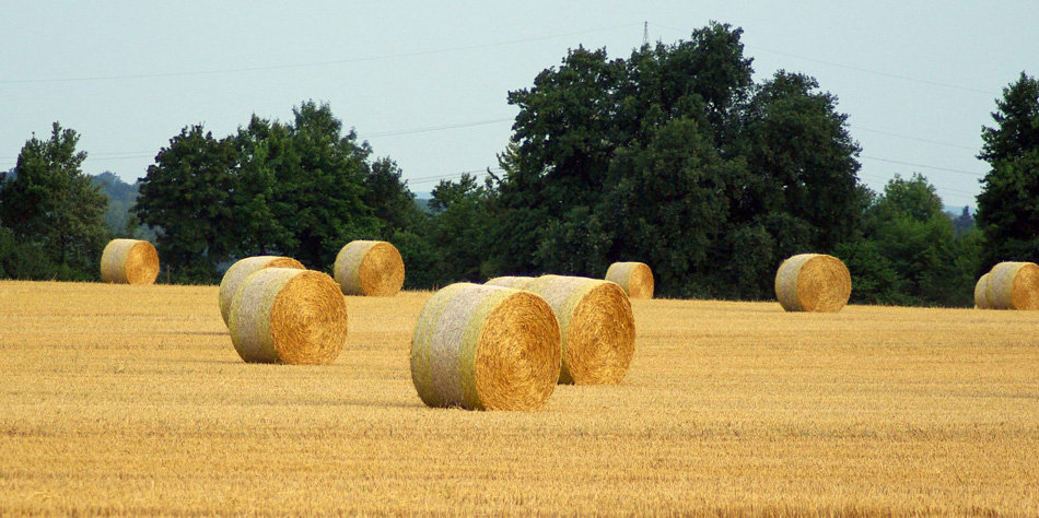 Harvest