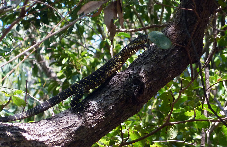 Lace Goanna