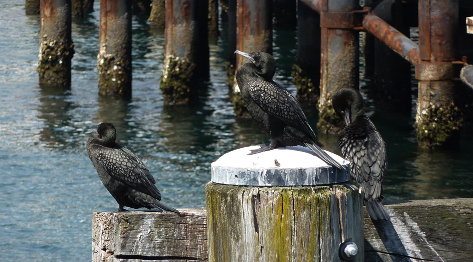 Cormorants