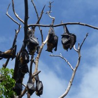 Cairns, Australia, 2012