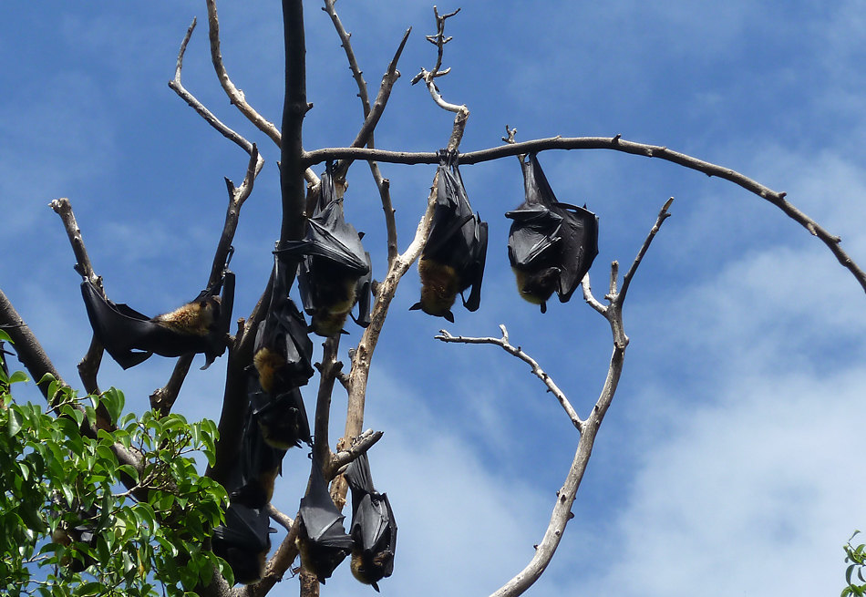 Flying foxes