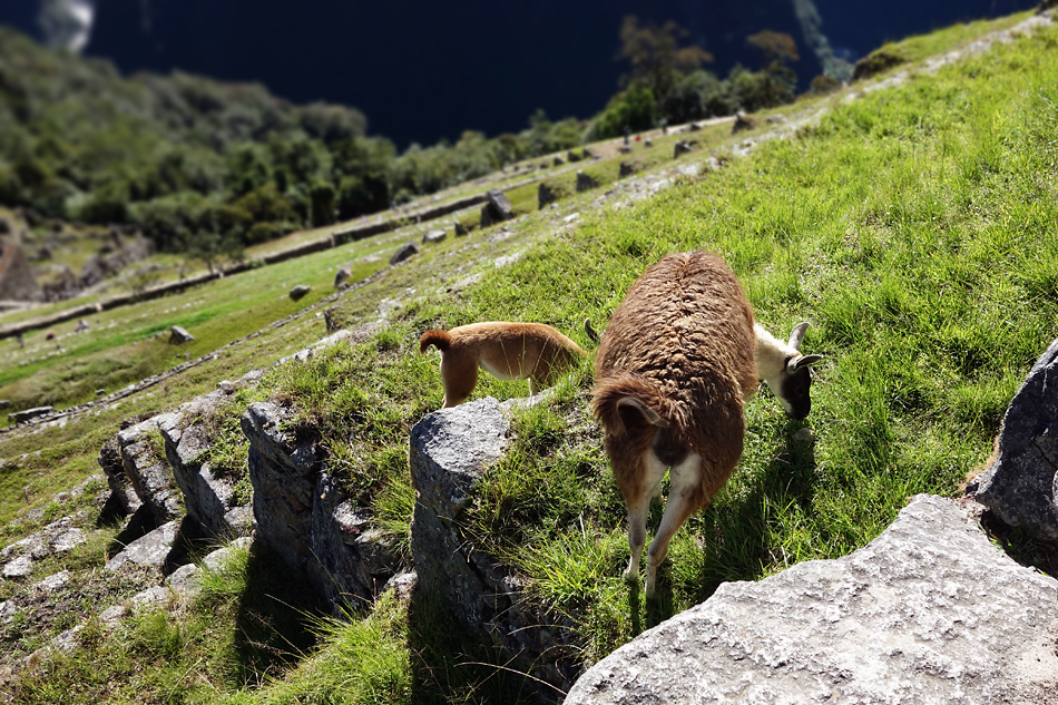 Whipping the llama's ass!