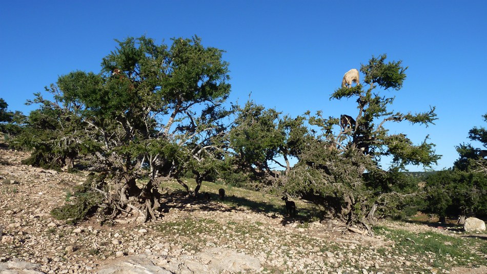 Goats in Argan trees