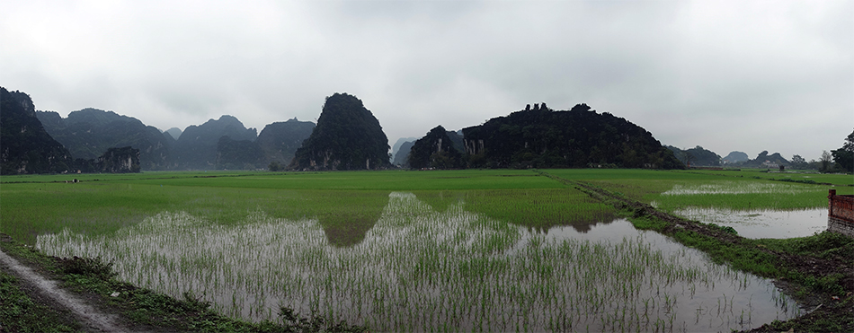 Paddy fields