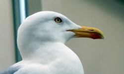 'Gull' - Nessebar, Bulgaria, 2010