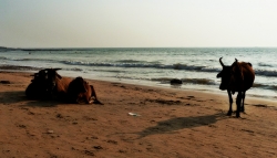 'Cows at twilight' - Anjuna Beach, Goa, India, 2011