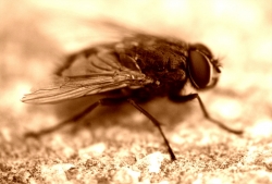'Fly' - Paderborn, Germany, 2011
