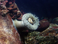 'Anemone' - Lisboa, Portugal, 2009