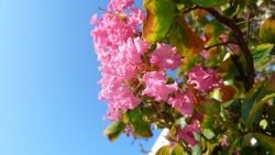 'Blossom' - Varna, Bulgaria, 2010