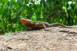 'Lizard'   -   Rio de Janeiro, Brazil, 2009