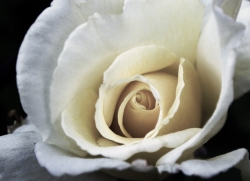 'Rose'   -   Paderborn, Germany, 2011