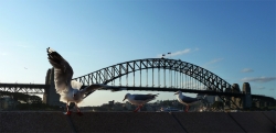 'Harbour Bridge' - Sydney, Australia, 2012