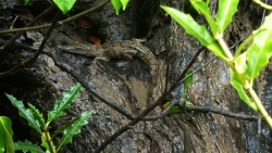 'Reptile' - Daintree National Park, Queensland, Australia, 2012