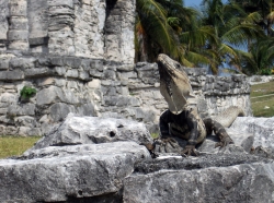 'King of the hill' - Tulum, Mexico, 2010