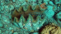 'Giant clam' - Great Barrier Reef, Queensland, Australia, 2012