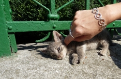 'Cat content' - Varna, Bulgaria, 2010