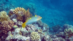 'Underwater' - Great Barrier Reef, Queensland, Australia, 2012