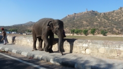 'Pavement' - Amer, Rajasthan, India, 2011