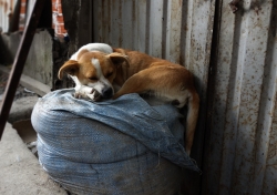 'A dog's life' - Unduavi, Bolivia, 2013