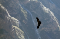 'El Condor' - Cruz del Condor, Canon de Colca, Arequipa, Peru, 2013