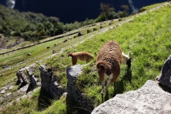 'Whipping the llama's ass!' - Machu Picchu. Peru, 2013