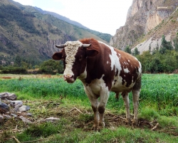 'Bull' - Ollantaytambo, Peru, 2013