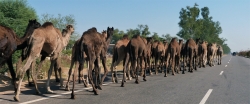 'Caravan' - Kanauta, Rajasthan, India, 2011