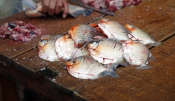 'How much is the fish?' - Belen Markets, Iquitos, Peru, 2013