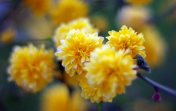 'In Bloom' - Paderborn, Germany, 2010