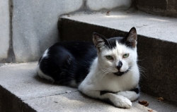 'Black, white & green' - Varna, Bulgaria, 2013