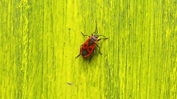 'Bug'   -   Varna, Bulgaria, 2011