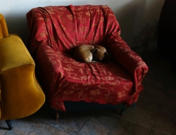 'Tiny' - Ica, Peru, 2013