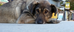 'Lazy'   -   Varna, Bulgaria, 2011