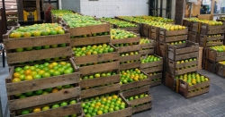 'Lemons'   -   Mercado Municipal, São Paulo, Brazil, 2009