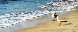 'Birds' - Slatni Pjasazi/Golden Sands, Bulgaria, 2010