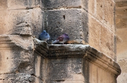 'Doves'   -   El Jem, Tunisia, 2008