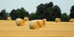 'Harvest'   -   Paderborn, Germany, 2009