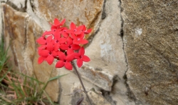 'Red'   -   Monte Alban, Oaxaca, Mexico, 2010